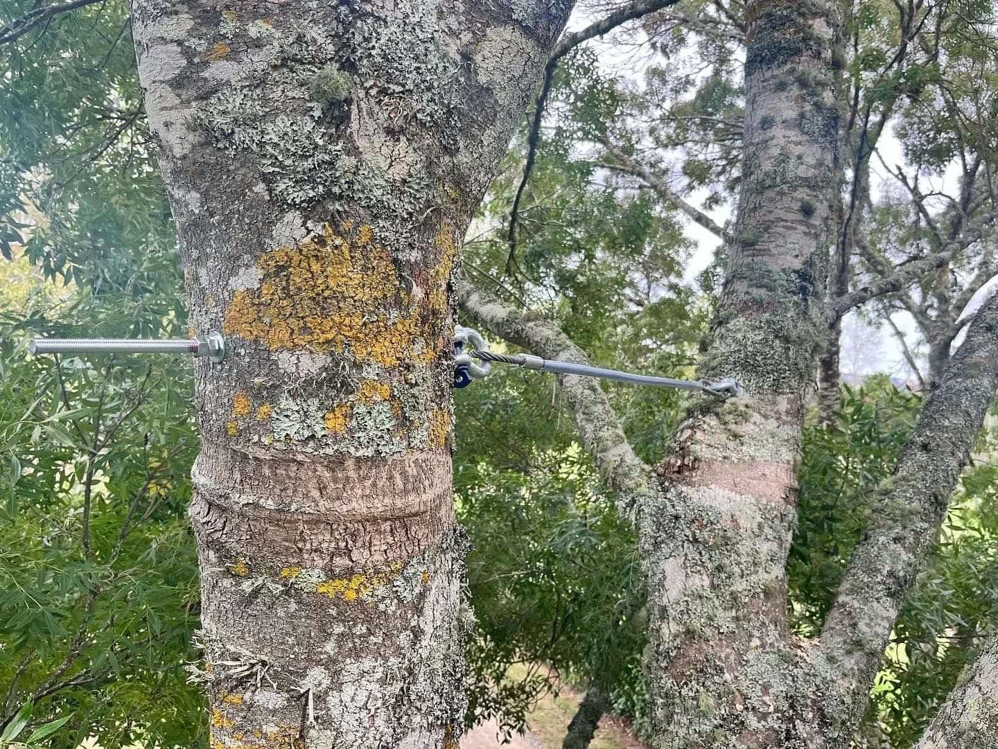 Mature tree fitted with a cabling and bracing system for stability
