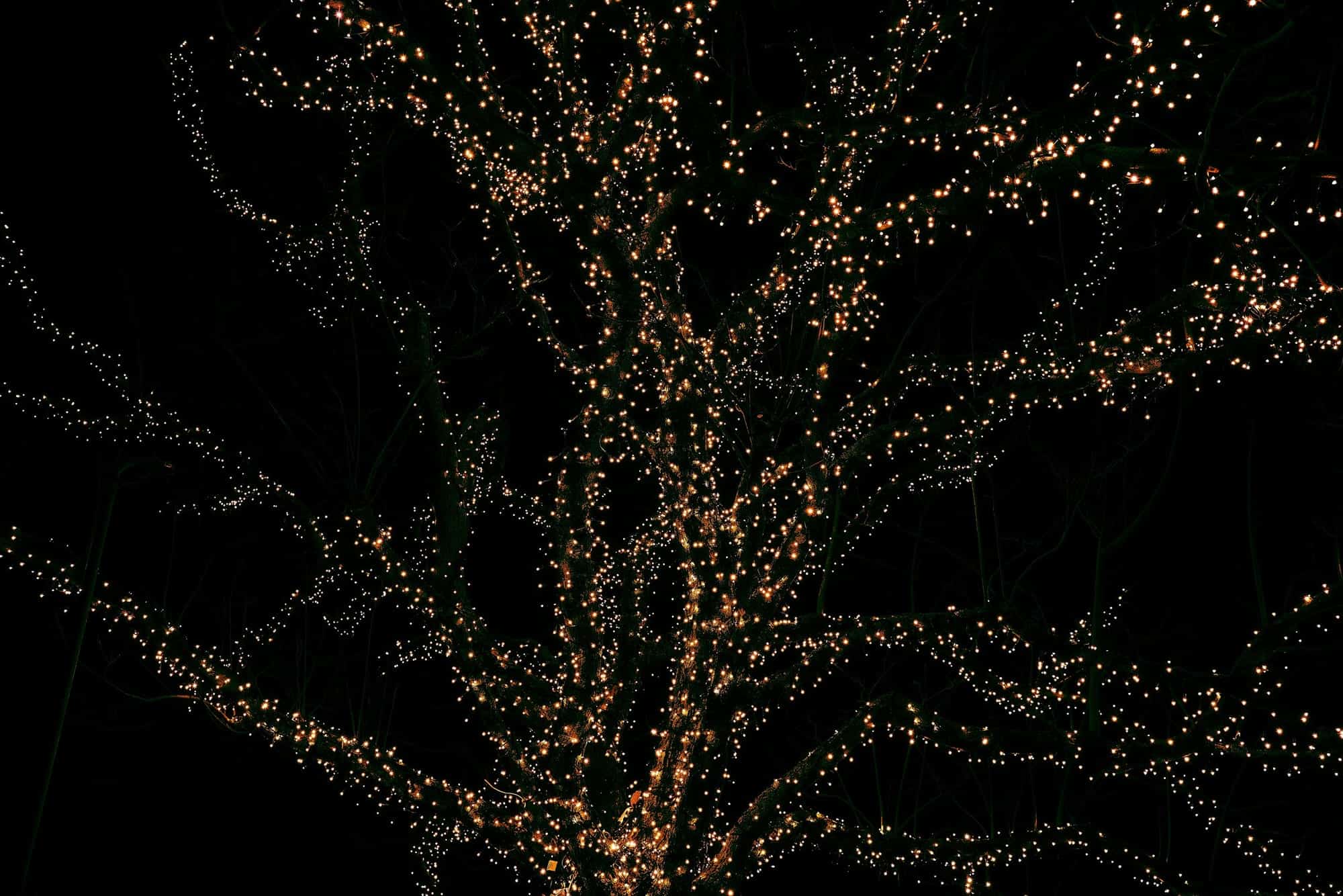 Light filtering through a tree canopy at dusk