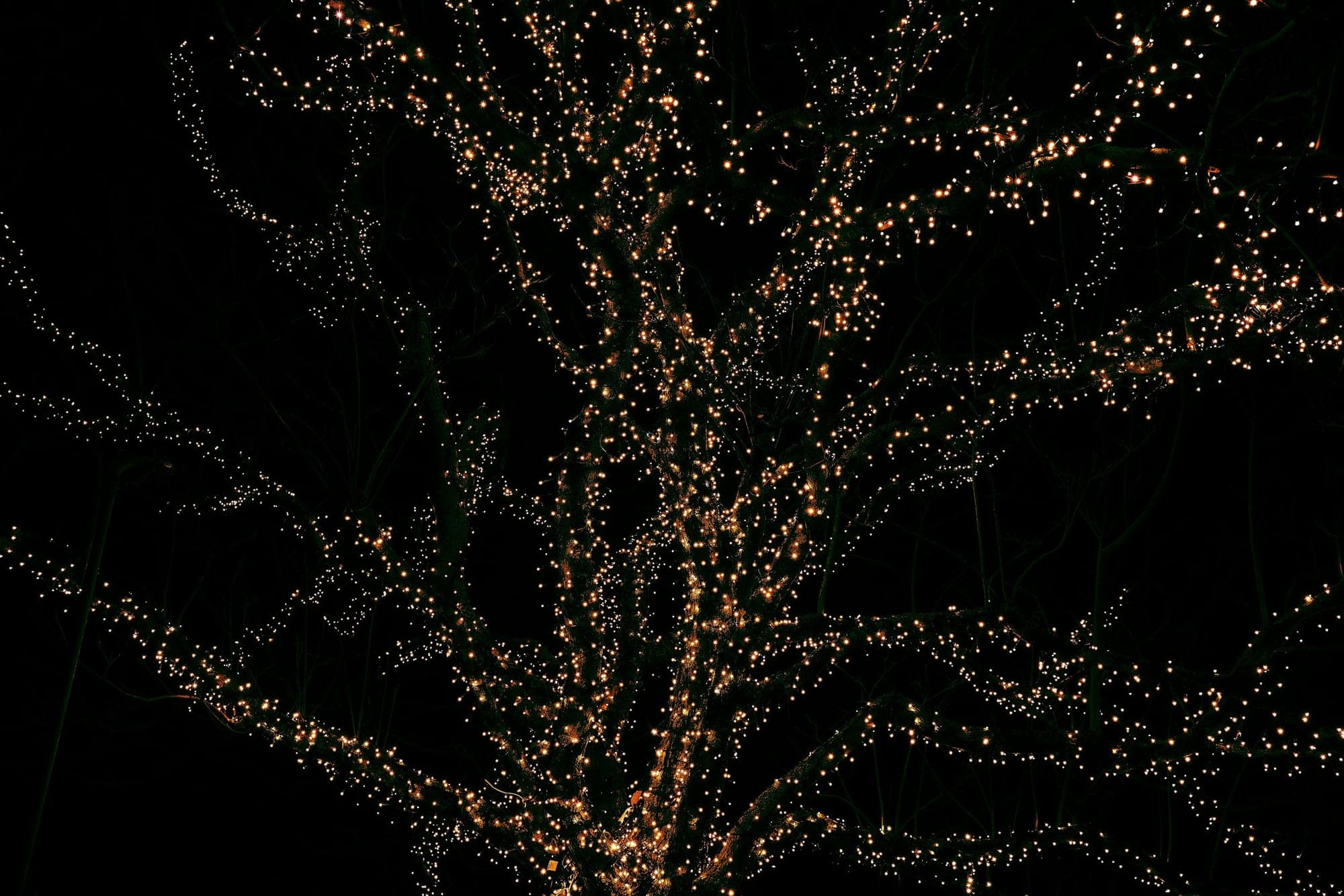 Light filtering through a tree canopy at dusk