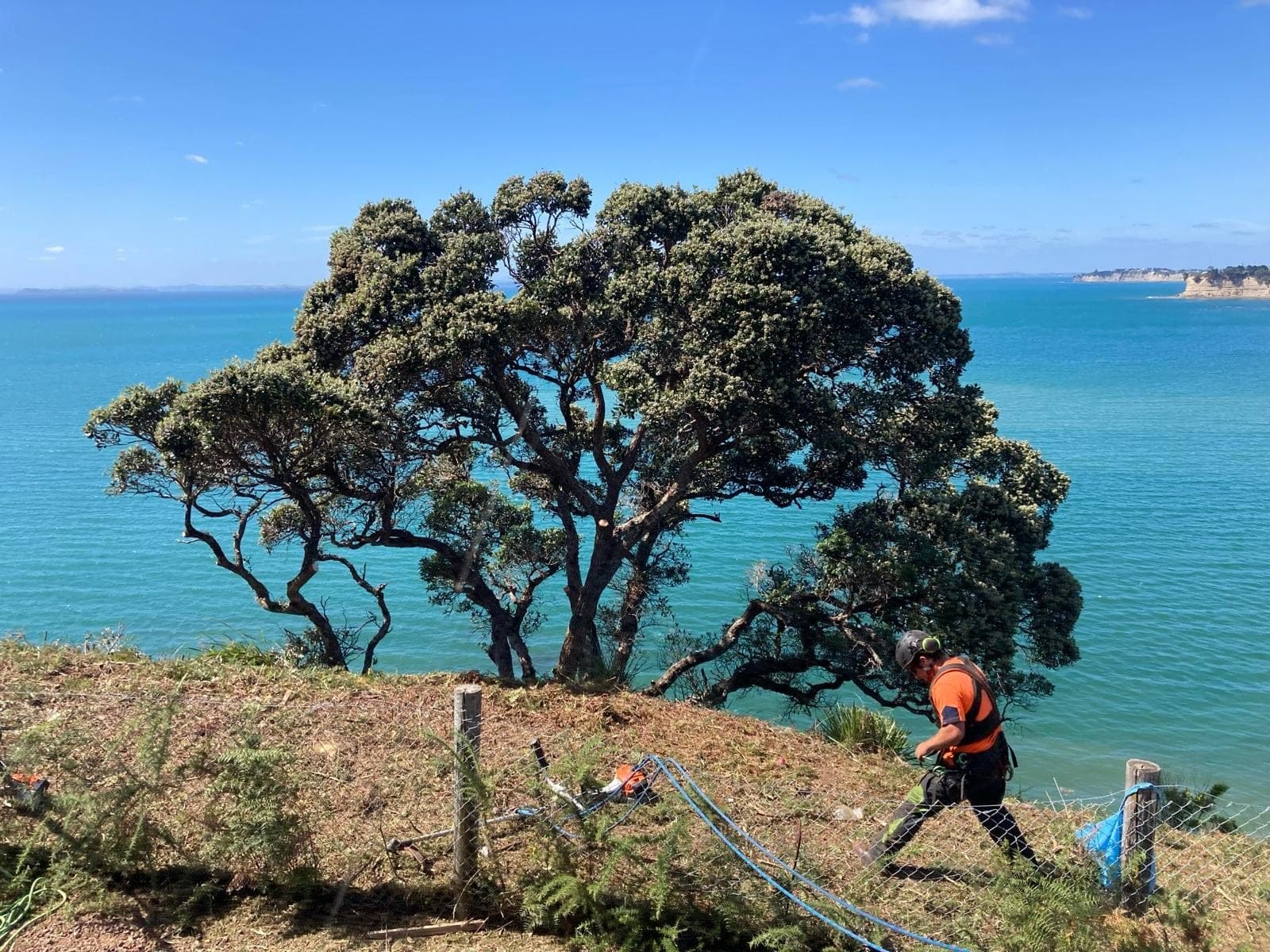 Crew thinning trees on an Auckland clifftop property to retrieve a coastal view