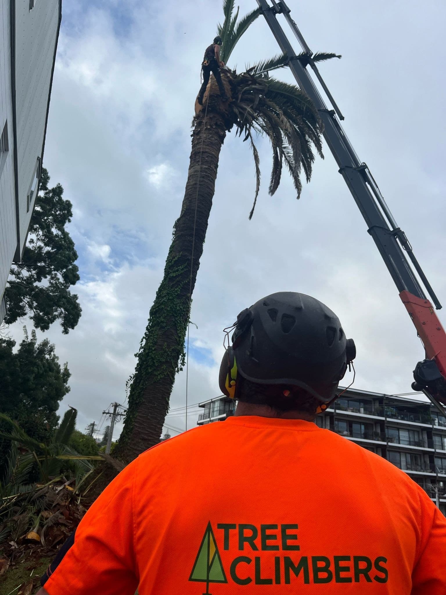 The Tree Climbers crew on site in Auckland