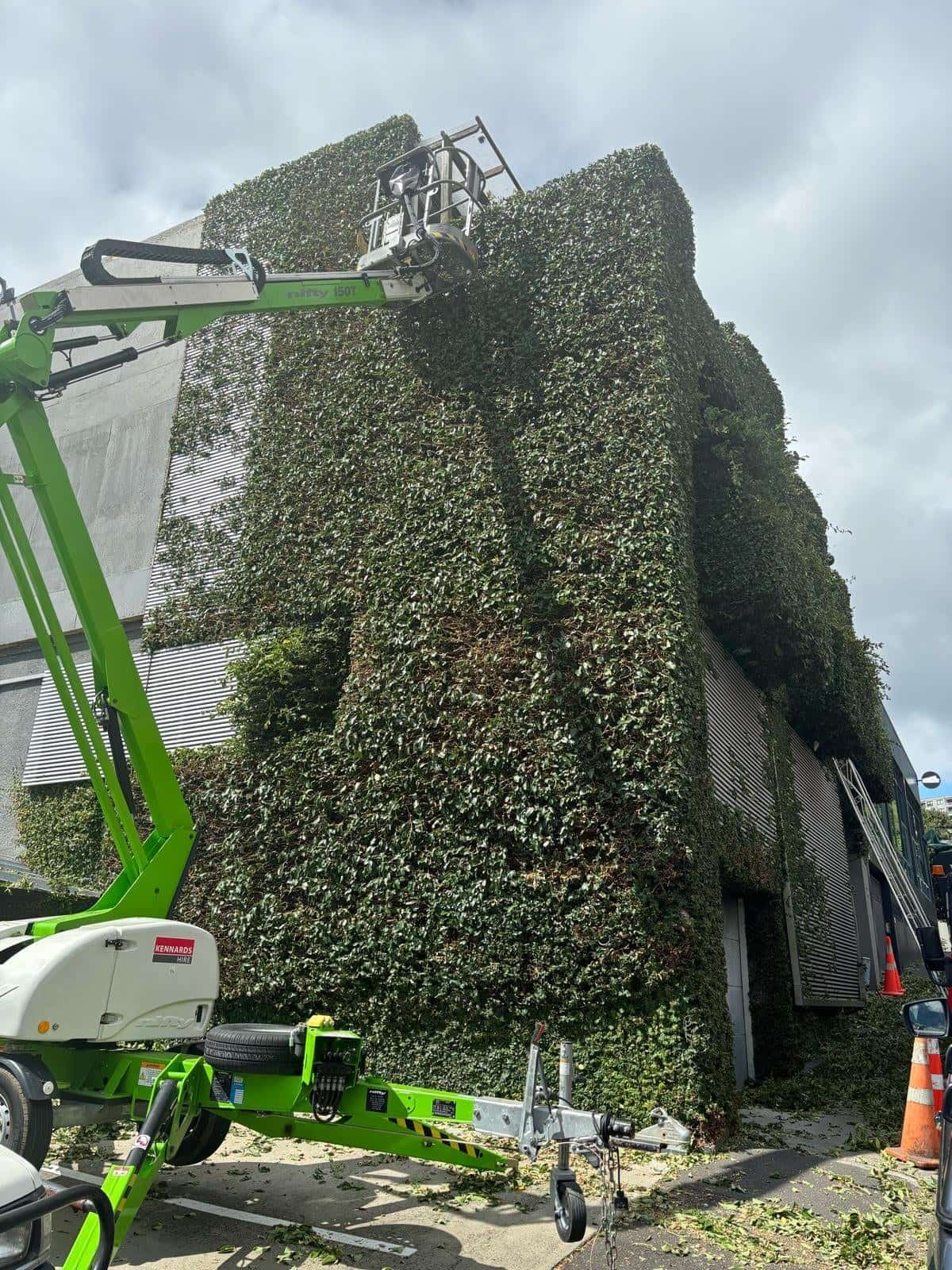 Tall formal hedge trimmed to a crisp flat face on an Auckland property