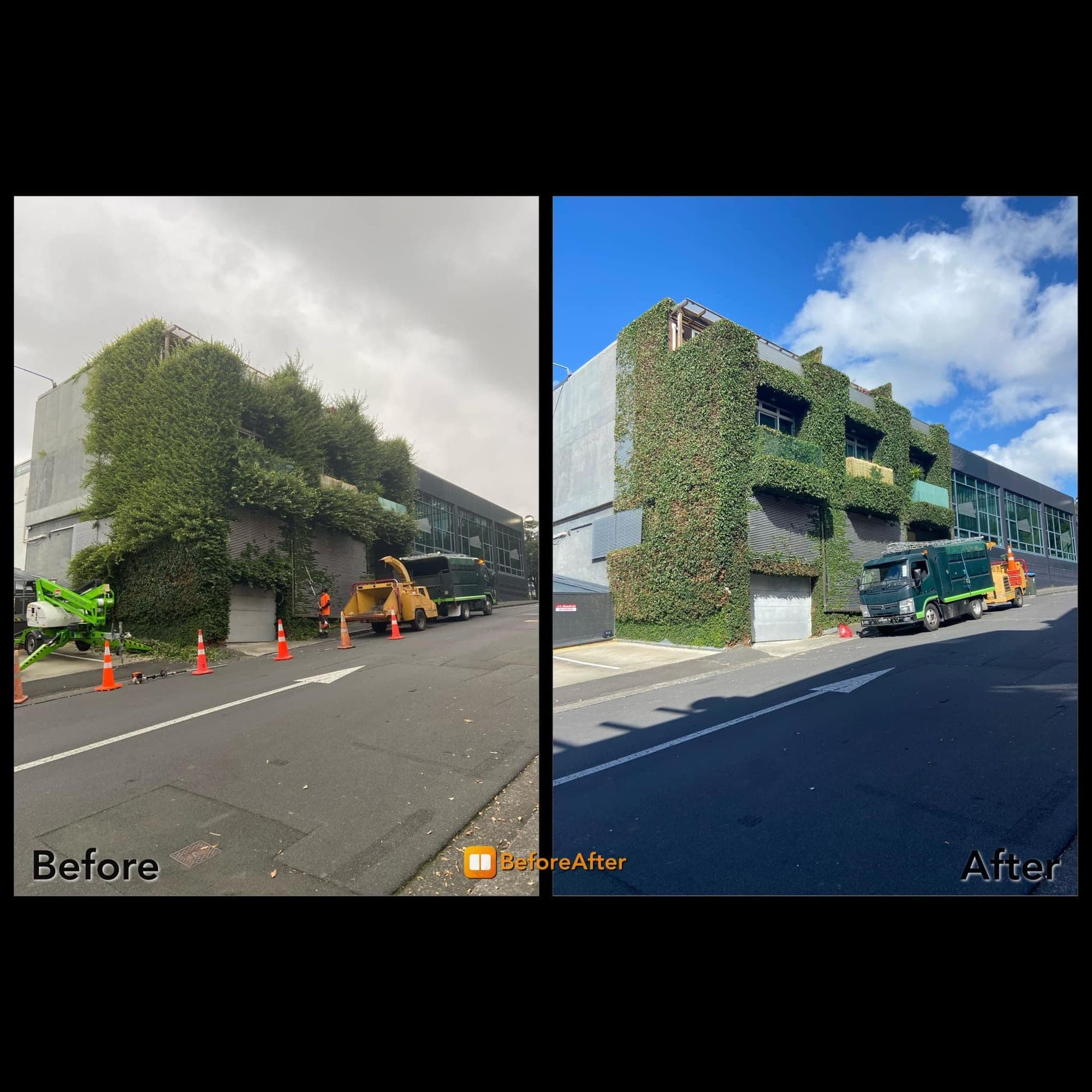 Completed crown lift opening up the space beneath a tree