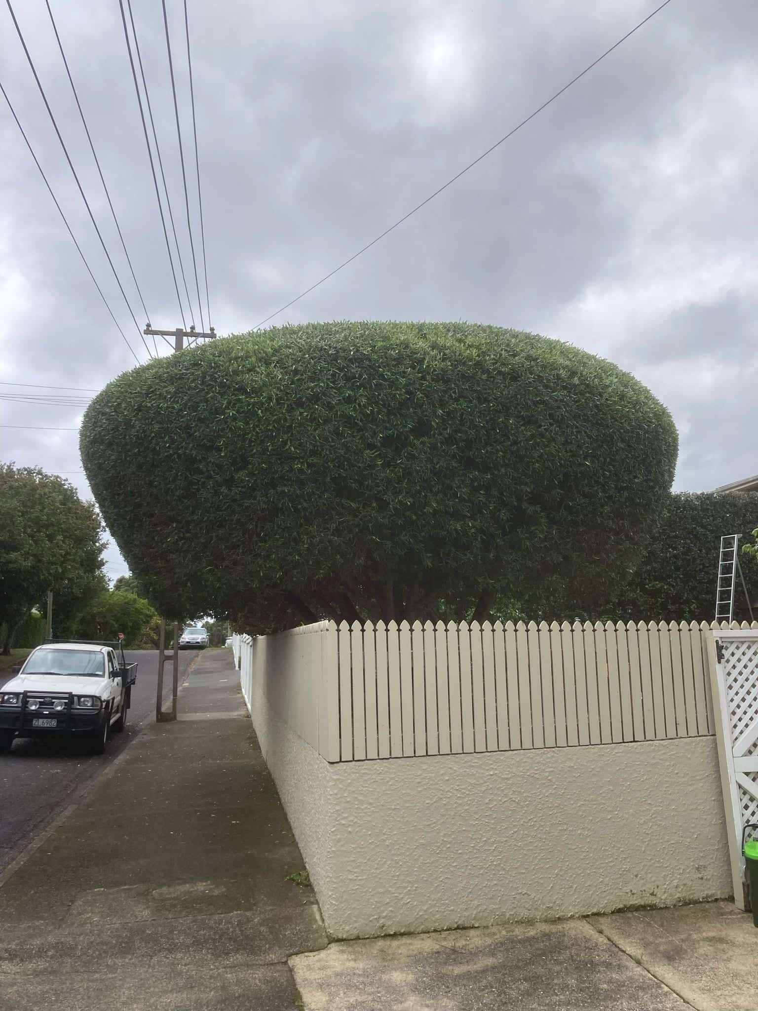 Mature olive tree reduced and reshaped by an Auckland arborist crew