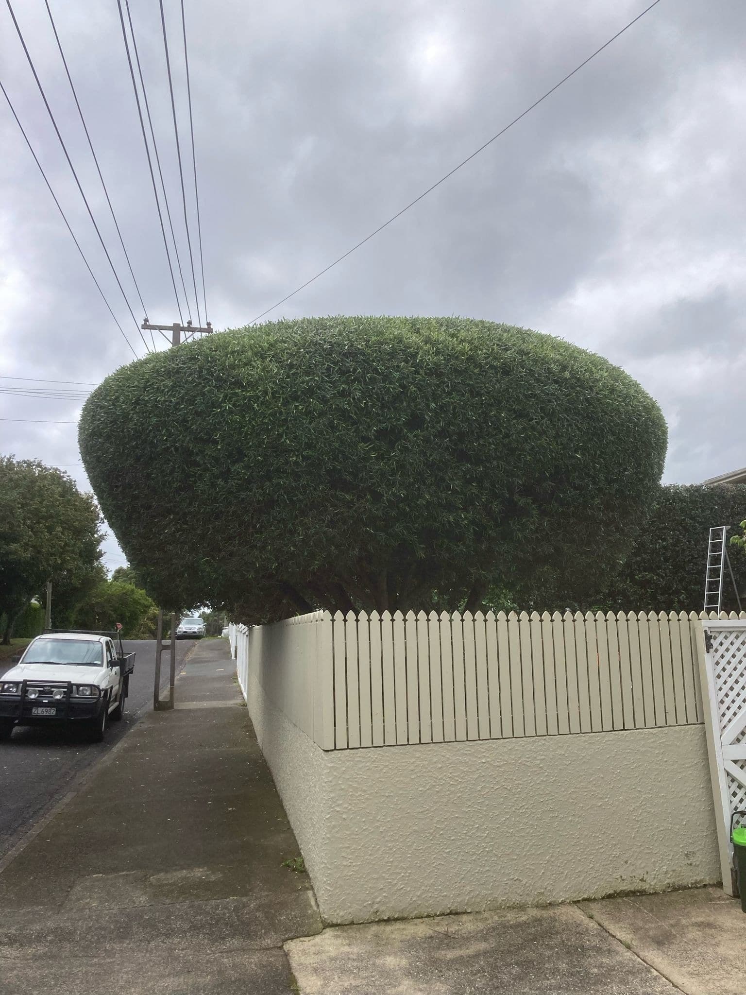 Mature olive tree reduced and reshaped by an Auckland arborist crew