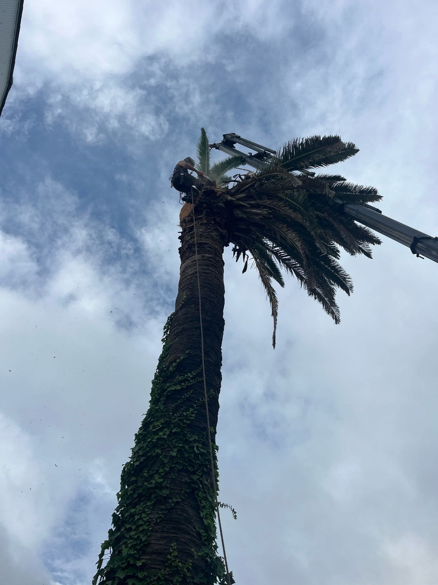 Arborist trimming a tall palm tree above an Auckland property