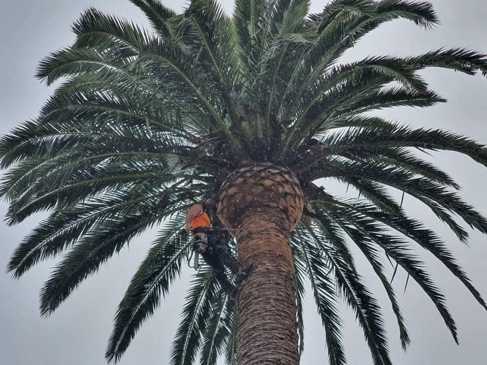 Climber pruning fronds and seedpods from a palm crown