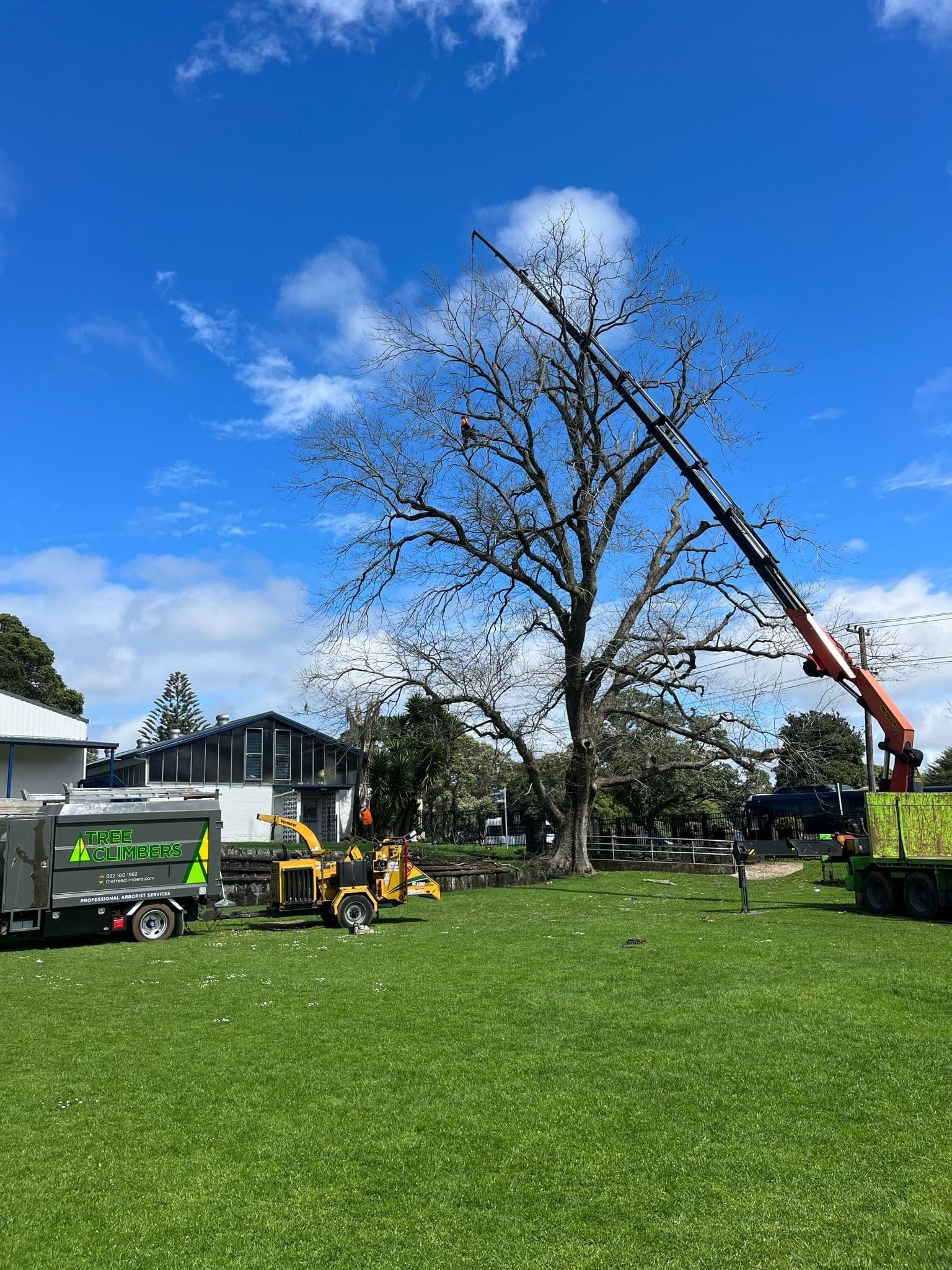 Arborist high in a tree working a rigging line during a controlled removal