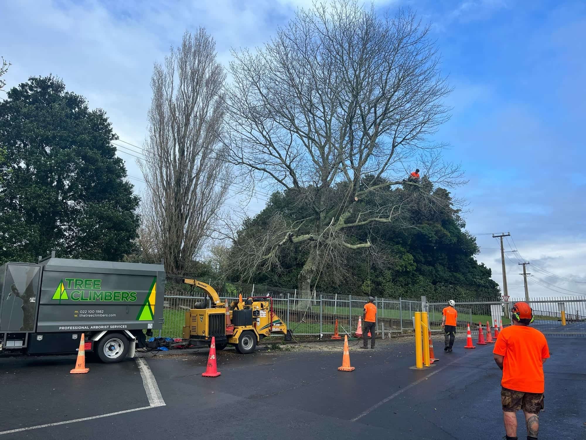 Arborist roped into a canopy working a rigging line above an Auckland property