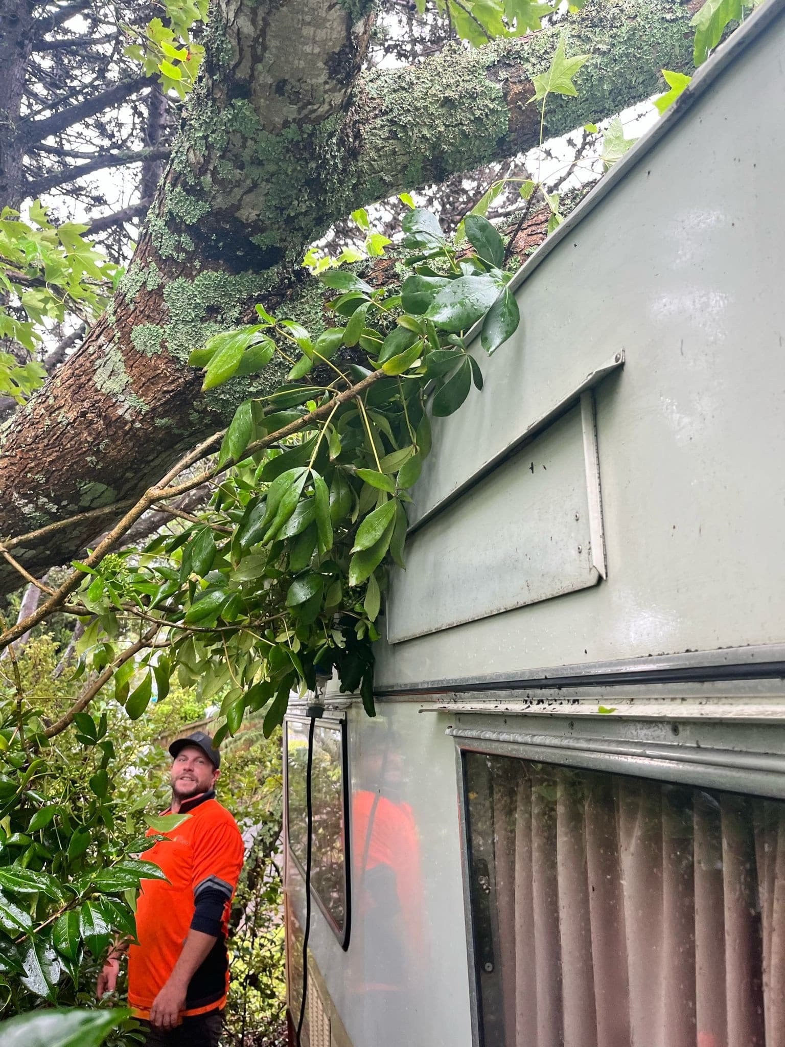 Large tree brought down by a storm being cleared from an Auckland property