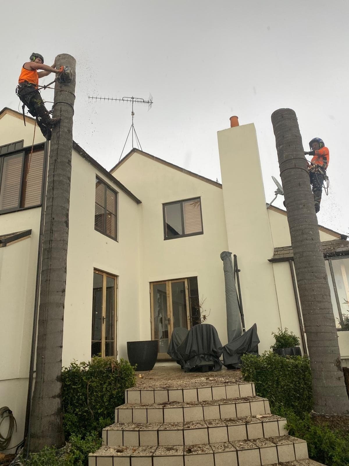 Two climbers roped into the canopy during a staged tree removal in Auckland